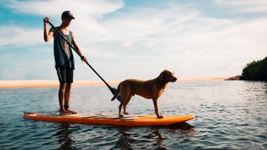 man and dog on stand up paddle board