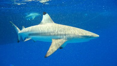 are black tip sharks dangerous