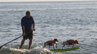 sup surfer with dogs