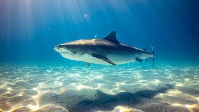 black shark underwater photo