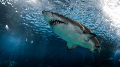 most dangerous sharks to humans