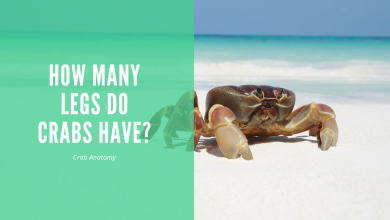 featured image with the text how many legs does a crab have with the image of a crab on a white sand beach